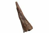 Fossil Triceratops Brow Horn - Montana #206508-4